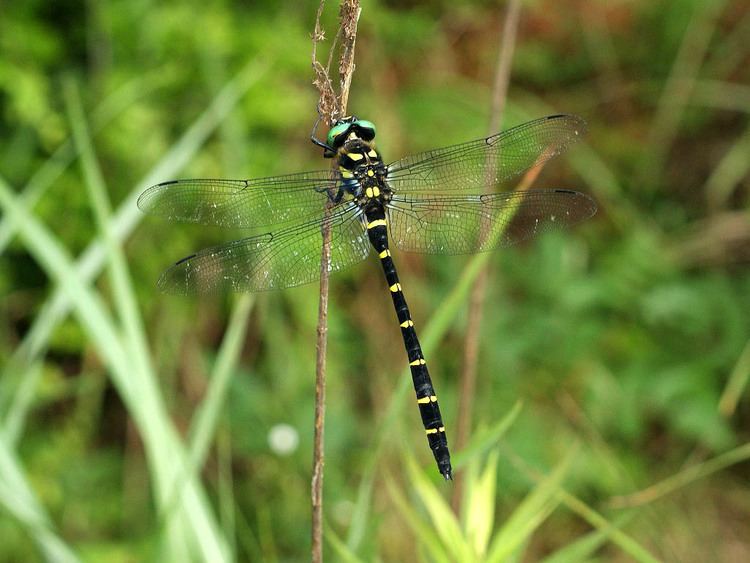 Anotogaster sieboldii NaturalJapannet Dragonfly Anotogaster sieboldii