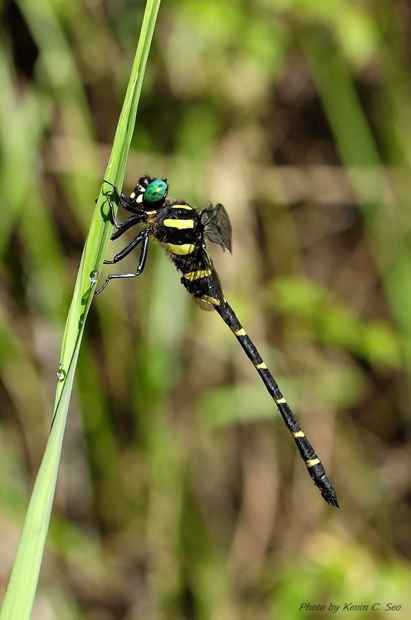 Anotogaster sieboldii Results All Odonata Search