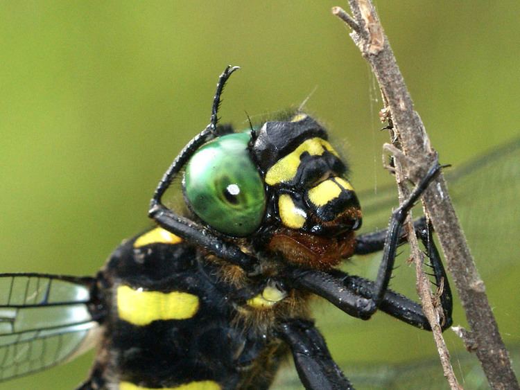 Anotogaster sieboldii NaturalJapannet Dragonfly Anotogaster sieboldii