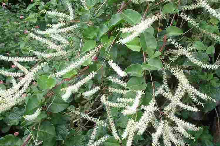 Anredera cordifolia Anredera cordifolia