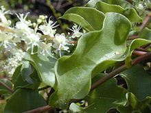 Anredera cordifolia httpsuploadwikimediaorgwikipediacommonsthu