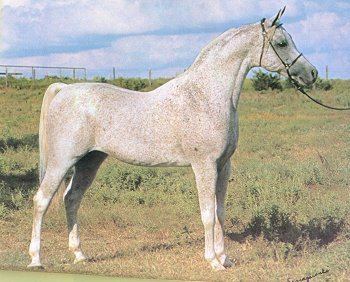 Ansata Ibn Halima Ansata Ibn Halima Pedigree Info Gallery Arabian Horse Breeders