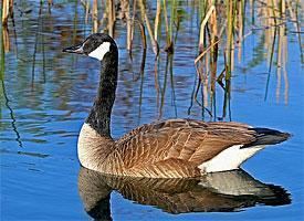 Anserinae Anserinae Geese amp Swans at University of Missouri Columbia StudyBlue