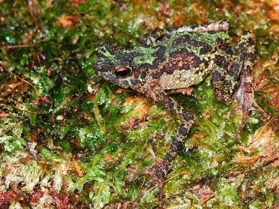 Ansonia latidisca Rainbow Frog Borneo Ansonia latidisca Found Again After 87 Years