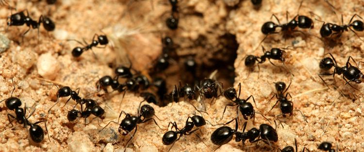 Ant Ants Facts About Ants Types of Ants PestWorldforKidsorg