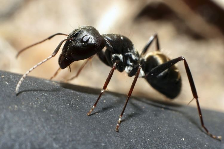 Ant Ants Facts About Ants Types of Ants PestWorldforKidsorg