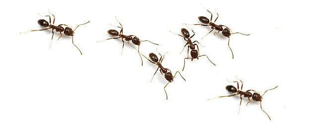 Ant Amazing Ant Facts for kids and adults to learn about ants antARK