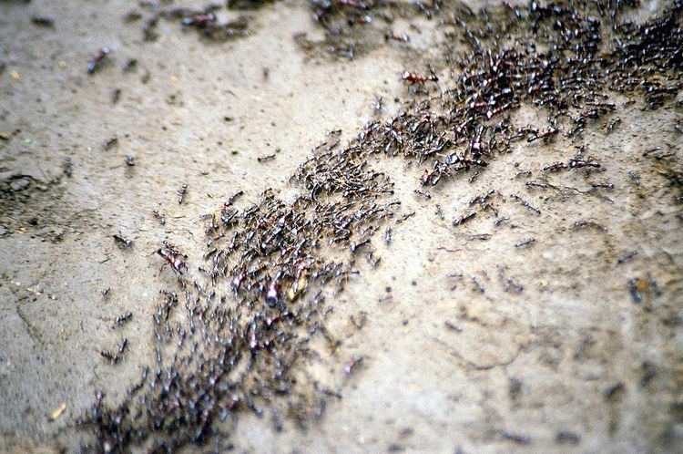 Ant colony optimization algorithms
