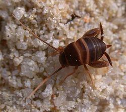 Ant cricket httpsuploadwikimediaorgwikipediacommonsthu