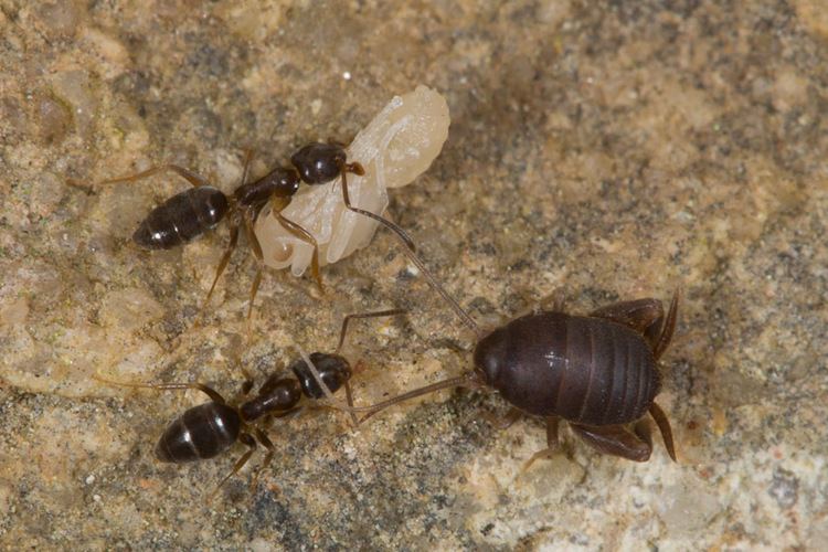 Ant cricket Taxa Family Myrmecophilidae Nature Closeups