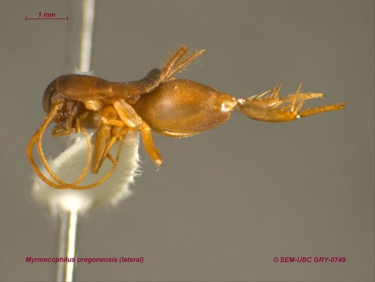 Ant cricket Myrmecophilidae