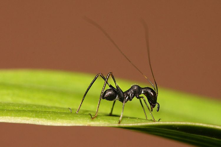 Ant mimicry