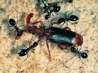 Ant nest beetle Paussinae ants39 guest beetles ants39 nest beetles