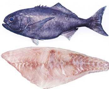 Antarctic butterfish Commercial Fishery for Blue Eye Trevalla Blue Eye Cod