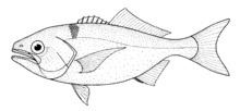 Antarctic butterfish httpsuploadwikimediaorgwikipediacommonsthu