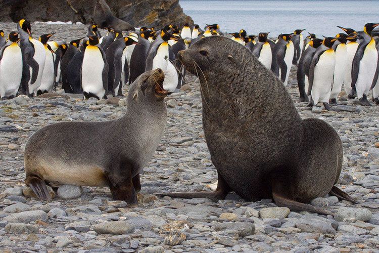 Antarctic fur seal Antarctic fur seal TravelWild Expeditions