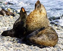 Antarctic fur seal httpsuploadwikimediaorgwikipediacommonsthu