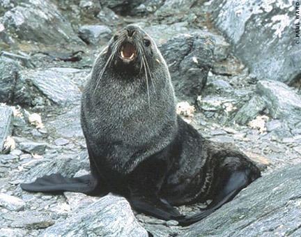 Antarctic fur seal Antarctic Fur Seals Arctocephalus gazella MarineBioorg