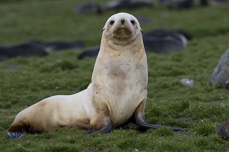 Antarctic fur seal Antarctic fur seal TravelWild Expeditions