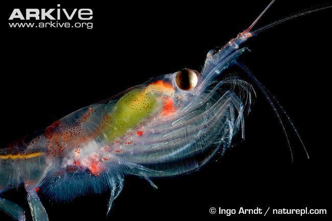 Antarctic krill Antarctic krill videos photos and facts Euphausia superba ARKive