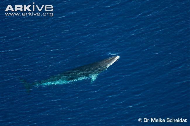 Antarctic minke whale Antarctic minke whale videos photos and facts Balaenoptera