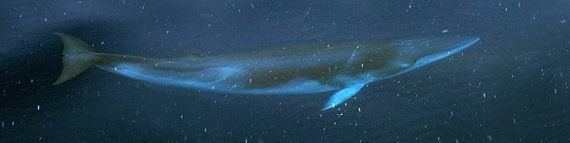 Antarctic minke whale Antarctic Minke whale TravelWild Expeditions