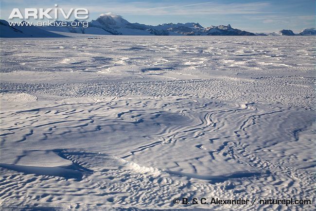 Antarctic Plateau Antarctic photo H193 ARKive