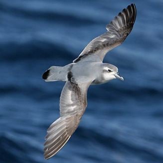 Antarctic prion wwwbiodiversityexplorerorgbirdsprocellariidae