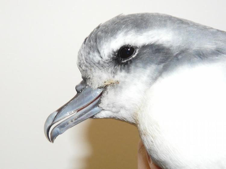 Antarctic prion Antarctic prion New Zealand Birds Online