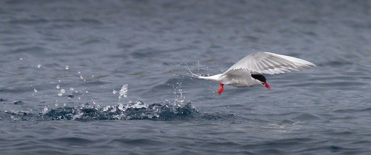 Antarctic tern Antarctic Tern Indian Ocean Birds in Danger