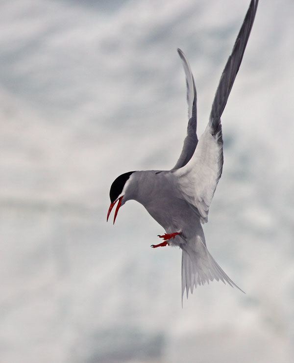 Antarctic tern Surfbirds Online Photo Gallery Search Results