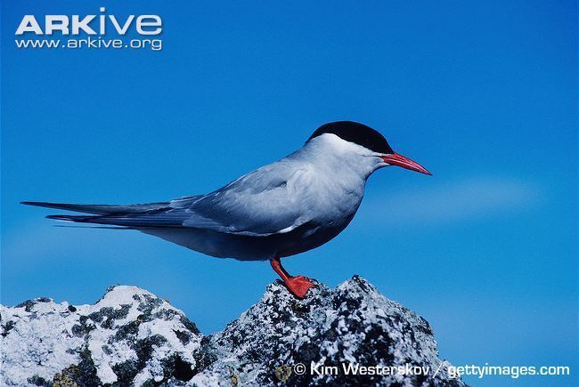 Antarctic tern Antarctic tern videos photos and facts Sterna vittata ARKive