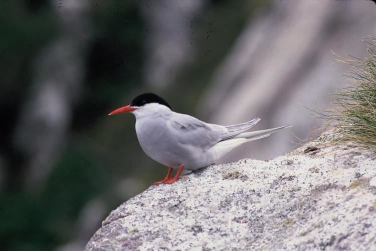 Antarctic tern Antarctic tern New Zealand Birds Online