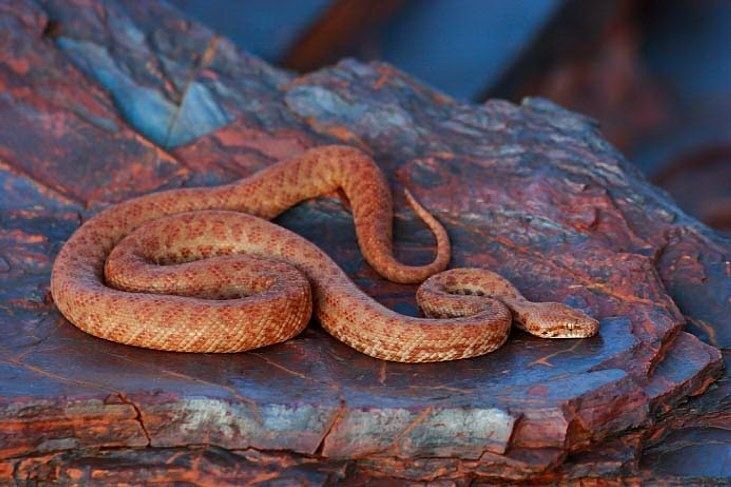 Antaresia perthensis Pygmy Python