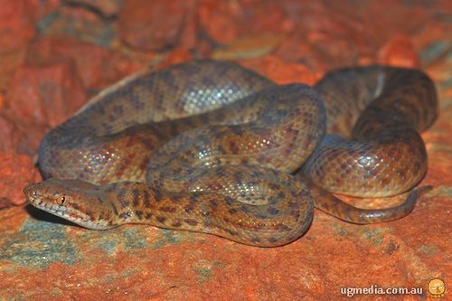 Antaresia perthensis Pygmy python Antaresia perthensis at the Australian Reptile Online