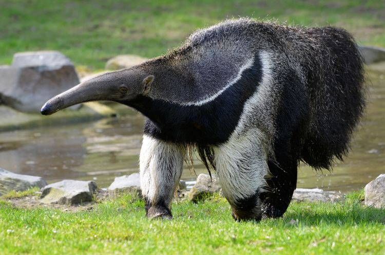 Anteater Do Anteaters Eat Only Ants Wonderopolis