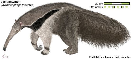 Anteater anteater mammal Britannicacom