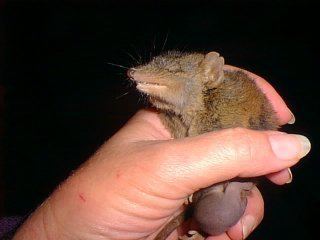 Antechinus Antechinus