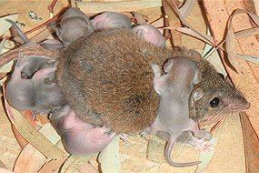 Antechinus Antechinus go out with a bang Nature Features ABC Science
