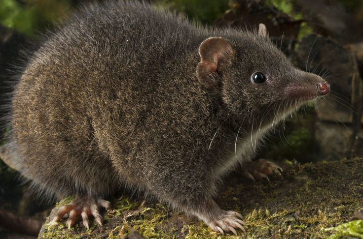 Antechinus arktos httpssmediacacheak0pinimgcom736x7ae803