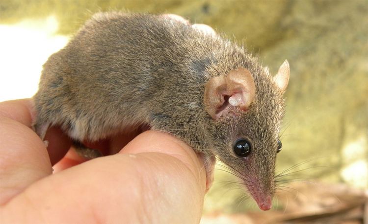 Antechinus Why A Little Mammal Has So Much Sex That It Disintegrates