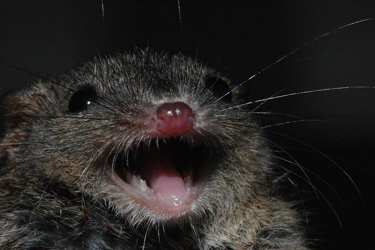 Antechinus The Nature of Robertson Brown Antechinus not a mouse but in a house