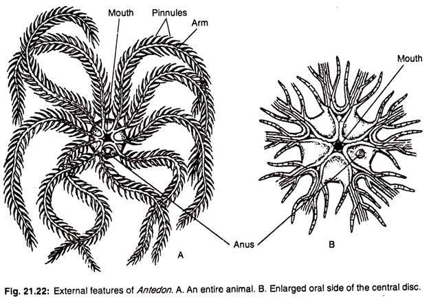 Antedon Antedon An Example of Phylum Echinodermata