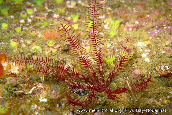 Antedon bifida European Marine Life Antedon bifida Featherstar Echinoderm