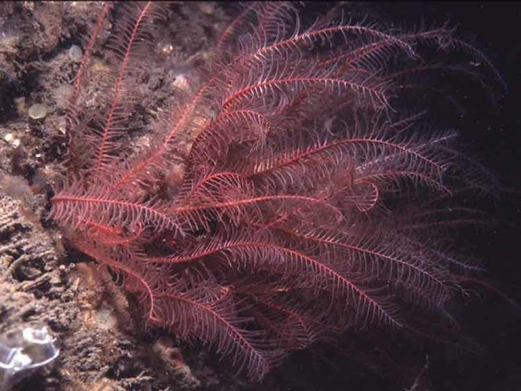 Antedon bifida MarLIN The Marine Life Information Network Rosy featherstar