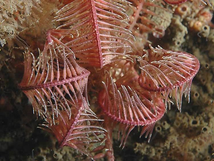 Antedon bifida MarLIN The Marine Life Information Network Rosy featherstar