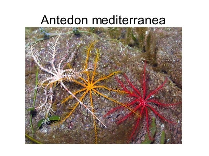 Antedon mediterranea Antedon Mediterranea