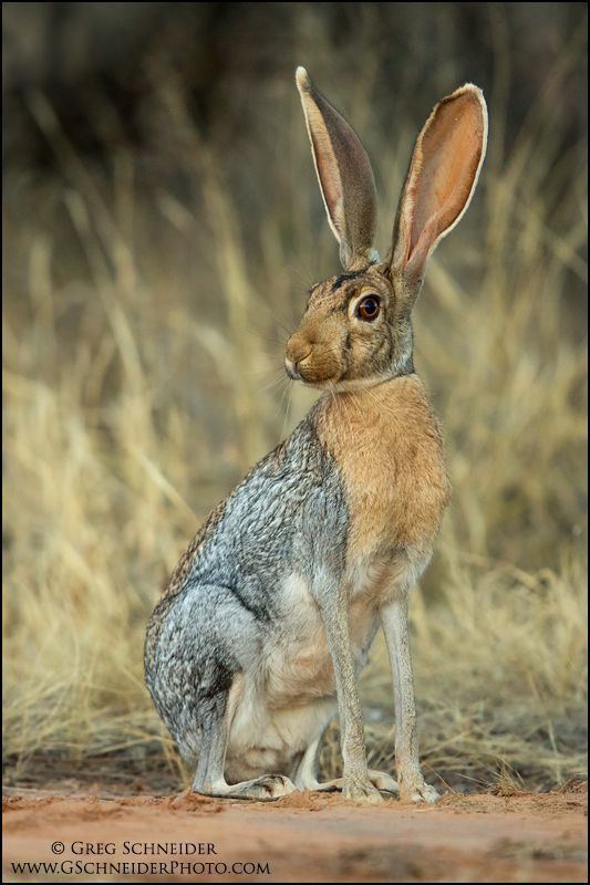 Download 250+ Mammals Hares Antelope Jack Rabbit Coloring Pages PNG PDF