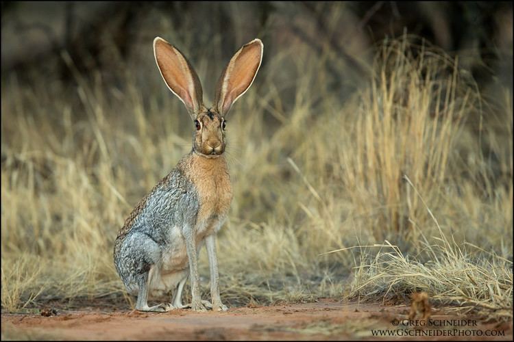 Antelope jackrabbit Antelope Jackrabbit at dusk 1DX 600mm 1400 f4 ISO2500 You Flickr