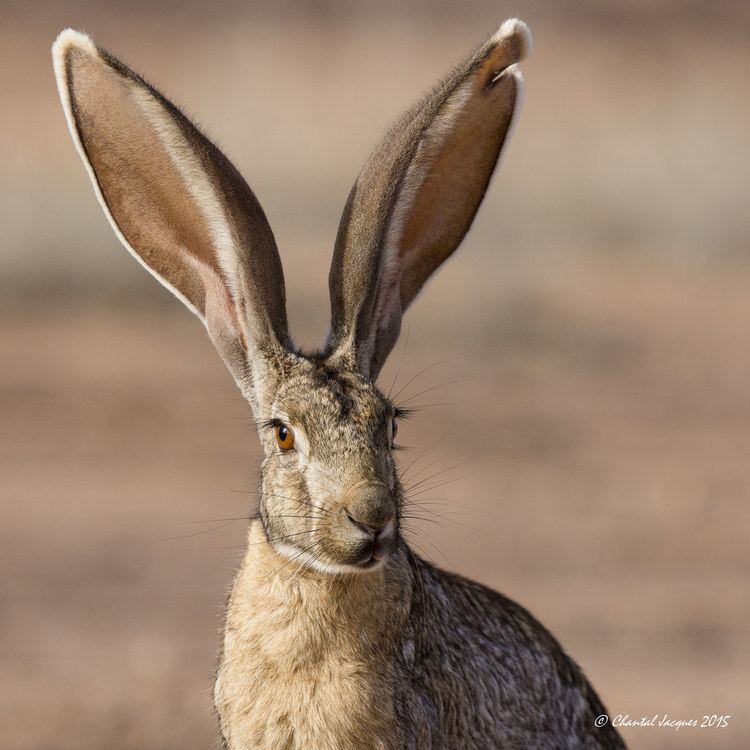 Antelope jackrabbit Antelope Jackrabbit Series Press L to view large More inf Flickr